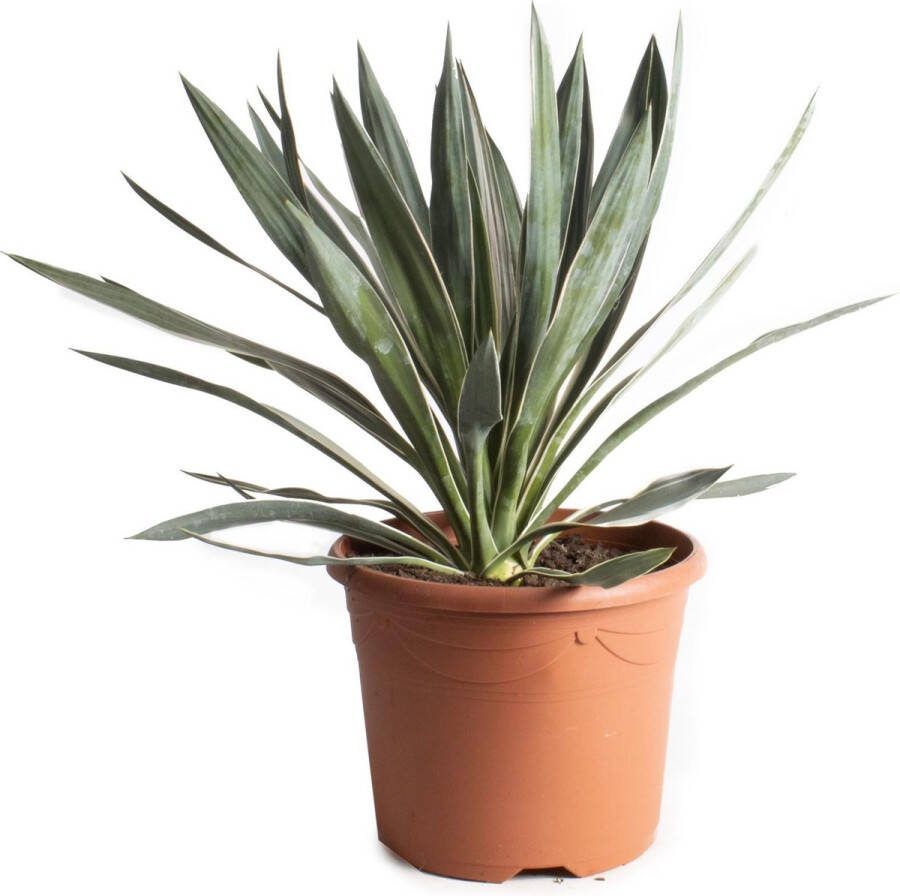 Plantenboetiek.nl Yucca Gloriosa Ø26cm 50cm hoog Tuinplant