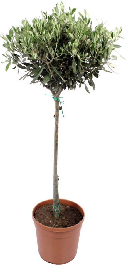 Plantenkopen.online Olijf boom 100 cm Huis Balkon Mediterrane sfeer