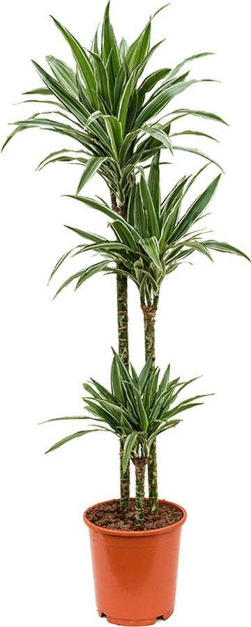 Plantenwinkel.nl Plantenwinkel Dracaena deremensis M kamerplant
