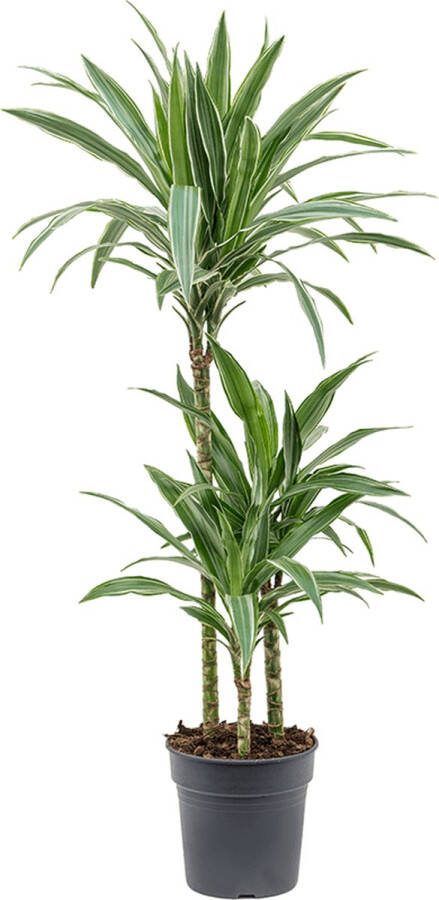 Plantenwinkel.nl Plantenwinkel Dracaena deremensis S kamerplant