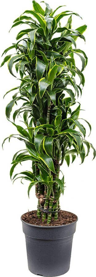 Plantenwinkel.nl Plantenwinkel Dracaena dorado L kamerplant