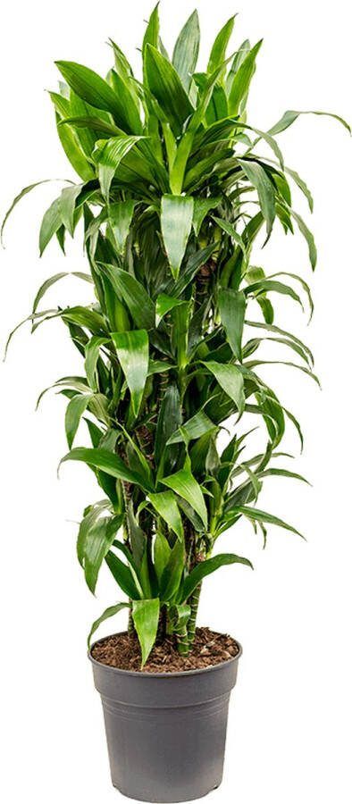 Plantenwinkel.nl Plantenwinkel Dracaena janet craig M kamerplant