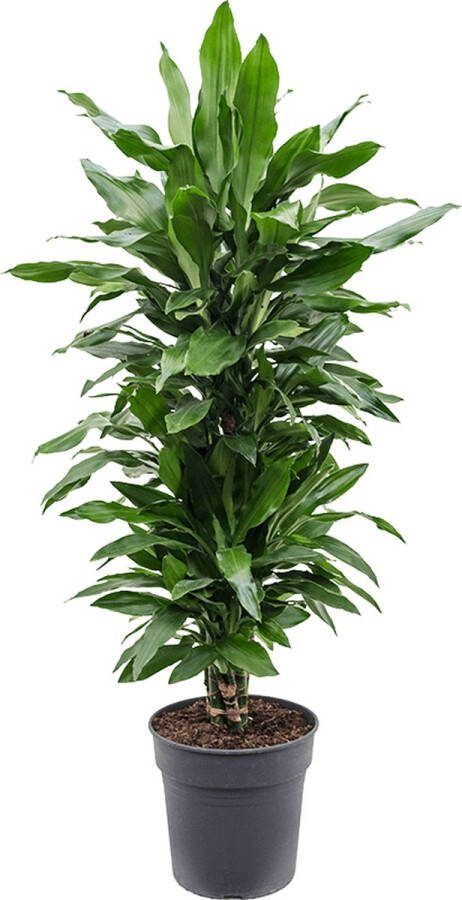 Plantenwinkel.nl Plantenwinkel Dracaena janet lind XL kamerplant