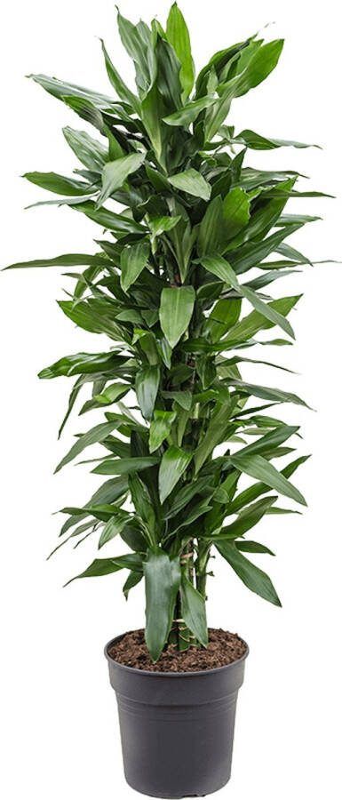 Plantenwinkel.nl Plantenwinkel Dracaena janet lind XXL kamerplant
