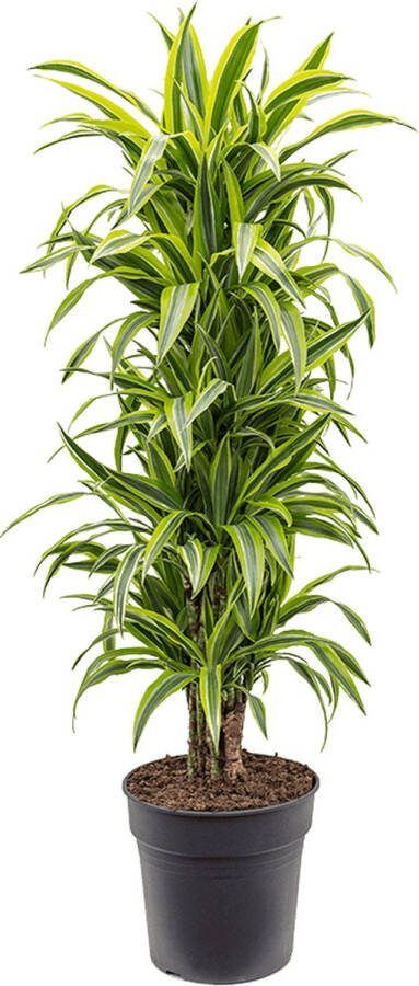 Plantenwinkel.nl Plantenwinkel Dracaena lemon lime multi M kamerplant