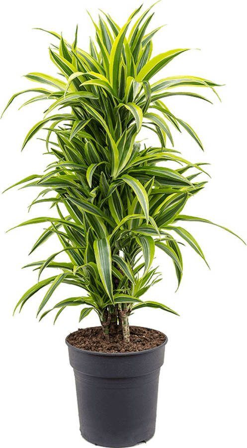 Plantenwinkel.nl Plantenwinkel Dracaena lemon lime multi S kamerplant