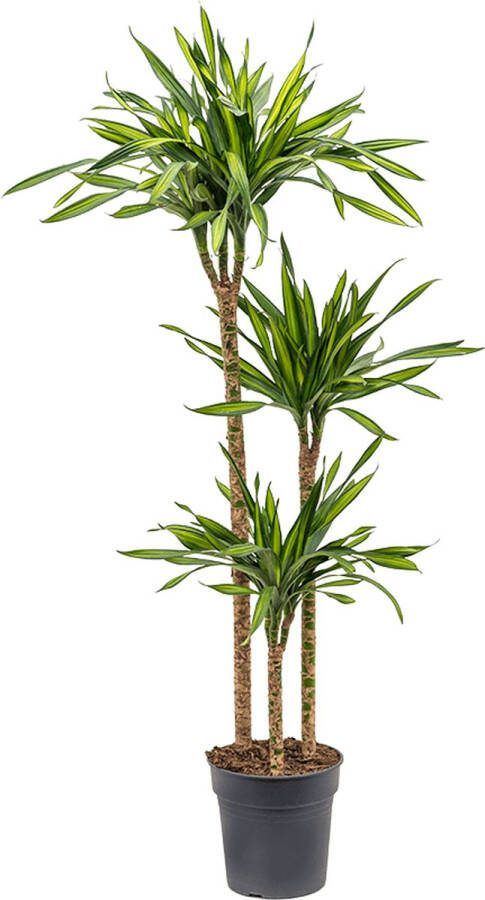 Plantenwinkel.nl Plantenwinkel Dracaena riki M kamerplant