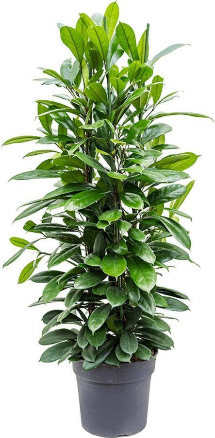 Plantenwinkel.nl Plantenwinkel Ficus cyathistipula L kamerplant
