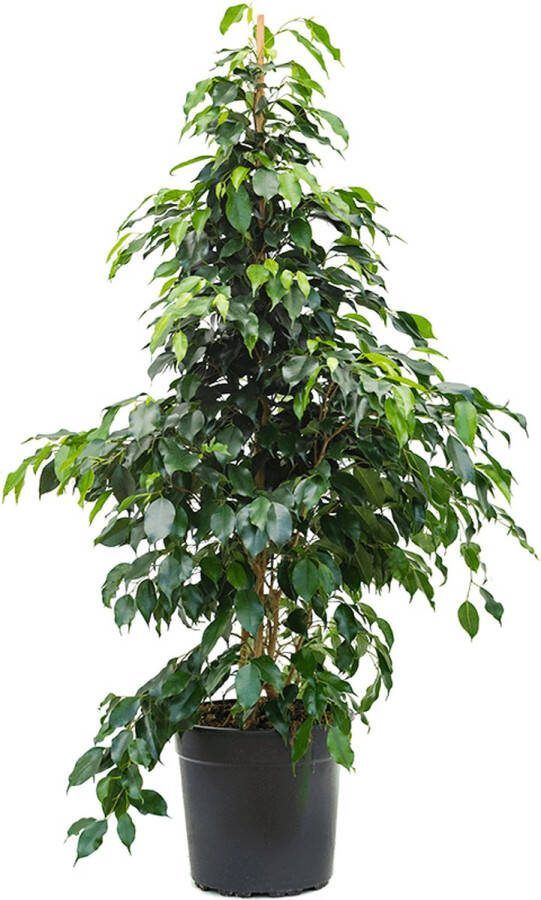 Plantenwinkel.nl Plantenwinkel Ficus danielle M kamerplant