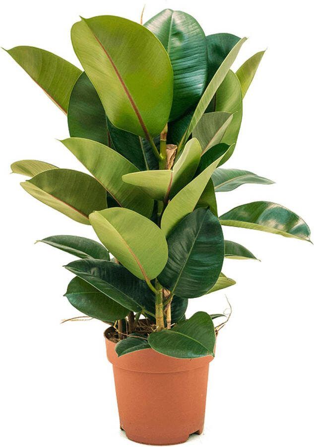 Plantenwinkel.nl Plantenwinkel Ficus robusta M kamerplant