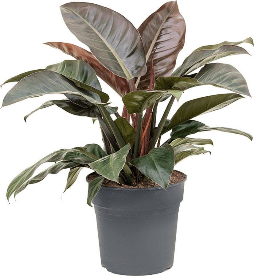 Plantenwinkel.nl Plantenwinkel Philodendron imperial red M kamerplant