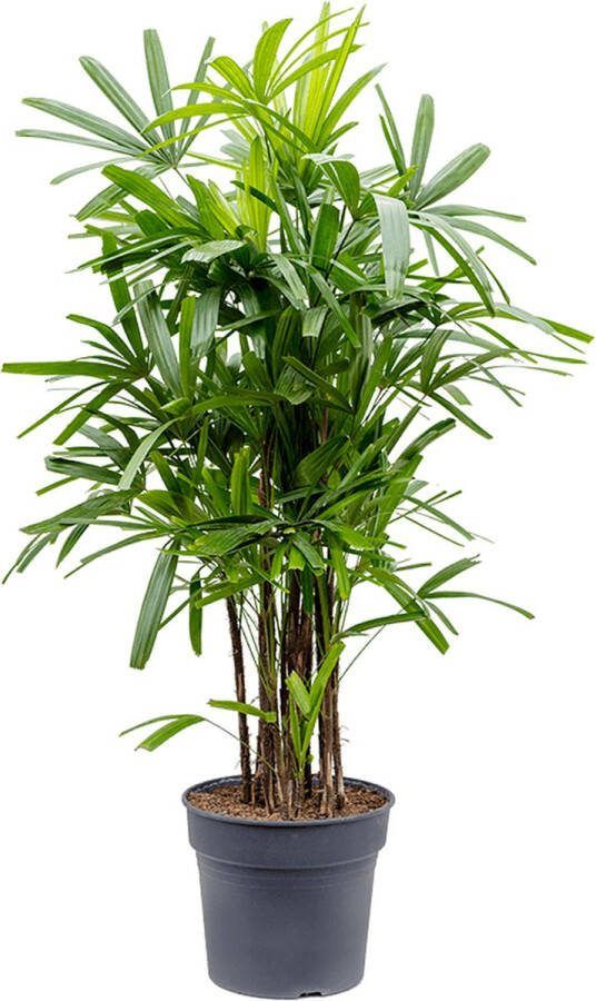 Plantenwinkel.nl Plantenwinkel Rhapis excelsa XL bamboepalm kamerplant