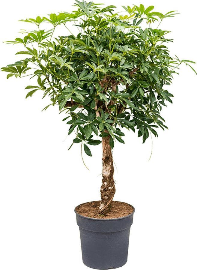 Plantenwinkel.nl Plantenwinkel Schefflera arboricola stam kamerplant
