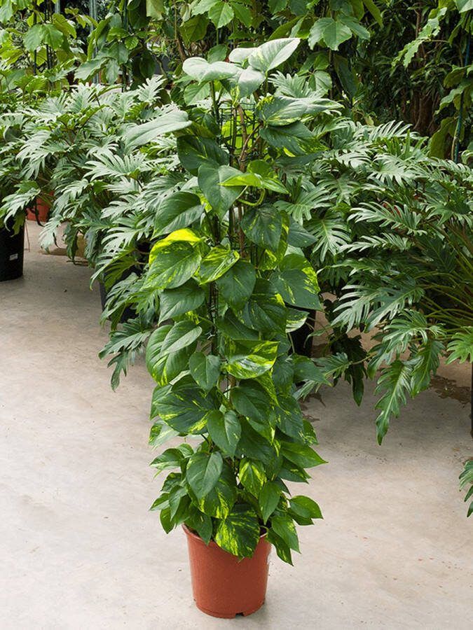Plantenwinkel.nl Scindapsus epipremnum aureum S kamerplant