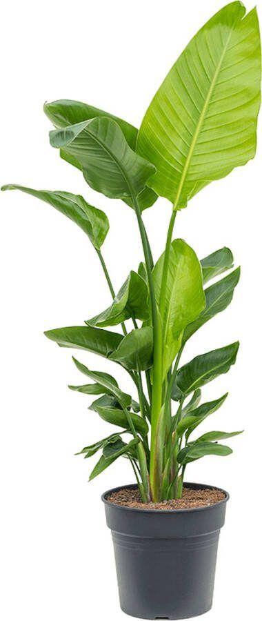 Plantenwinkel.nl Plantenwinkel Strelitzia nicolai P kamerplant