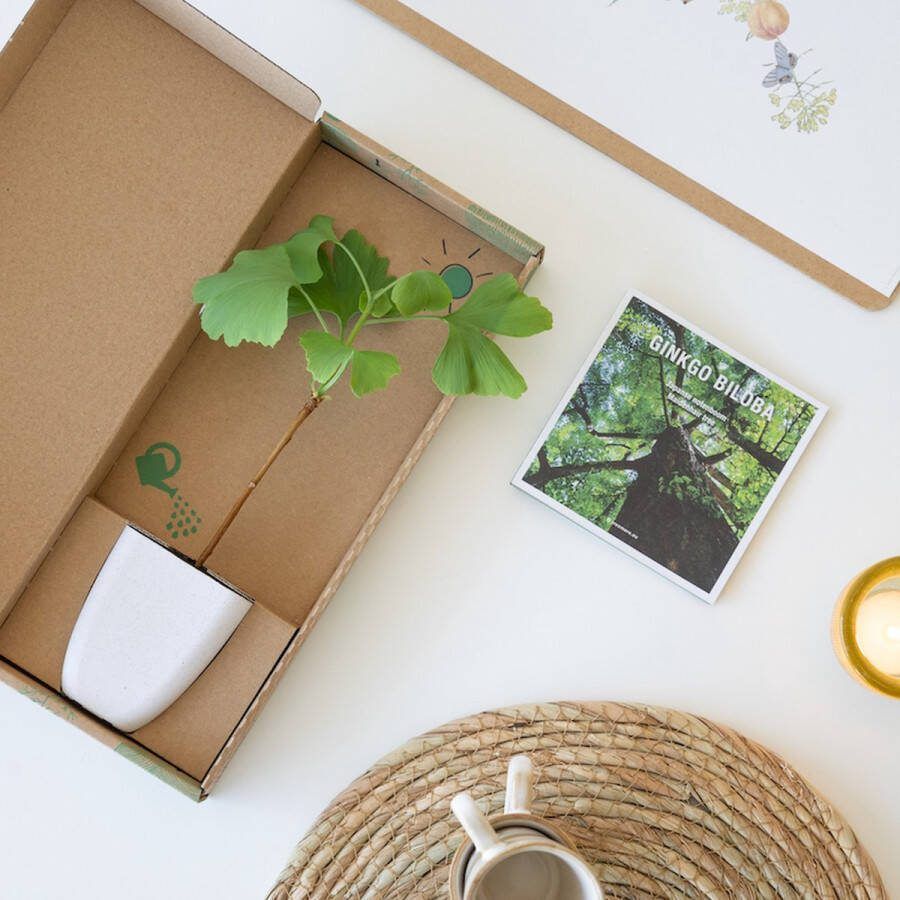 Plantje.nl Ginkgo Biloba Japanse notenboom Brievenbusboompje Tuinplanten