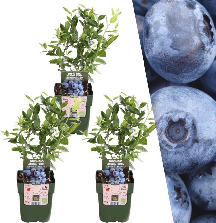 Plants by Frank 3 bosbessenplanten 100% Biologische fruitplanten bosbessen tuinplanten winterharde planten voor de tuin