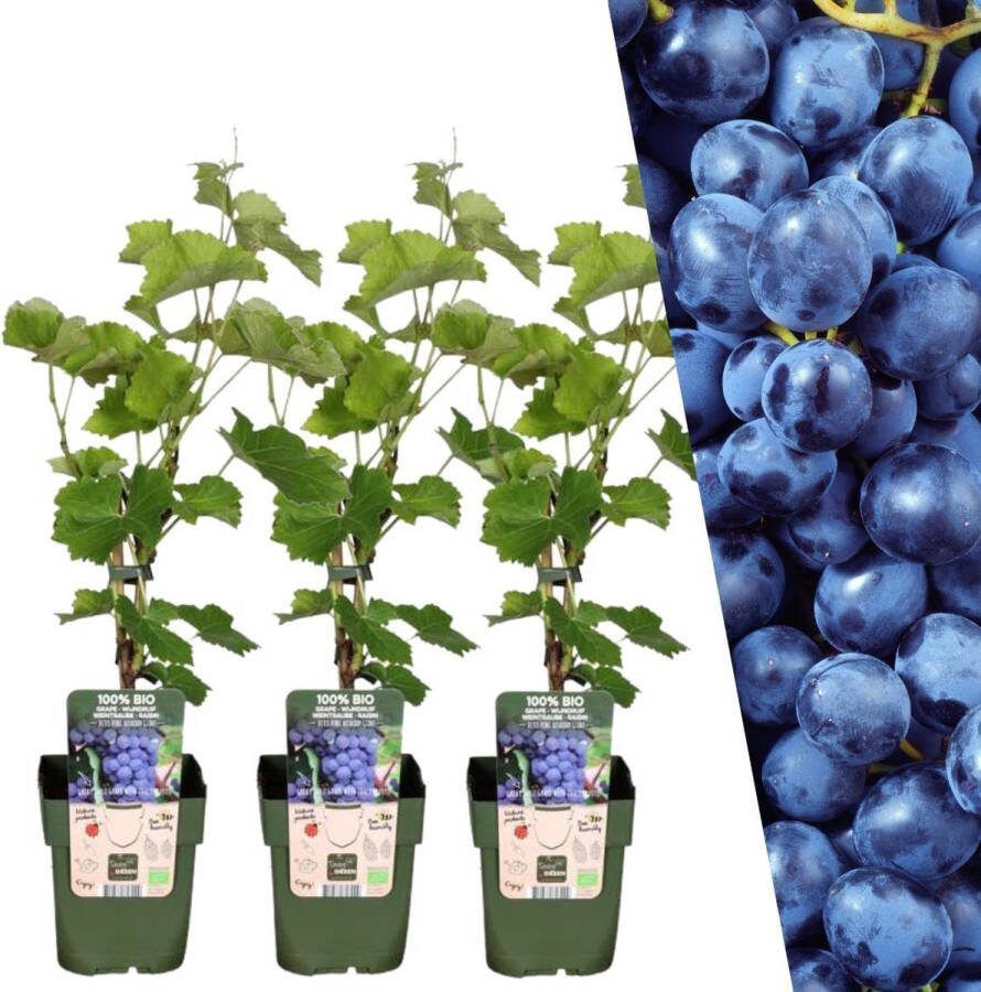 Plants by Frank 3 Druivenplanten 100% Biologische Fruitplanten Druivenplanten Tuinplanten Winterharde Planten voor de Tuin