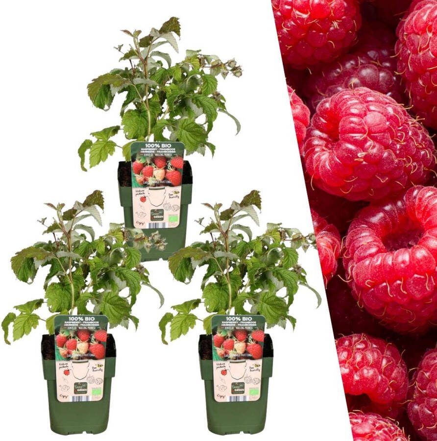 Plants by Frank 3 Frambozenplanten 100% Biologische fruitplanten frambozen tuinplanten winterharde planten voor in de tuin