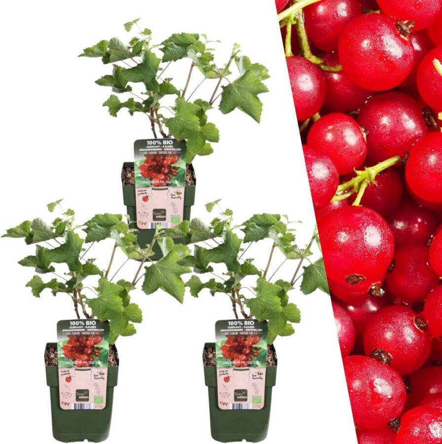 Plants by Frank 3 Kruisbessenplanten 100% Biologische Fruitplanten Kruisbessen Tuinplanten Winterharde Planten voor de Tuin