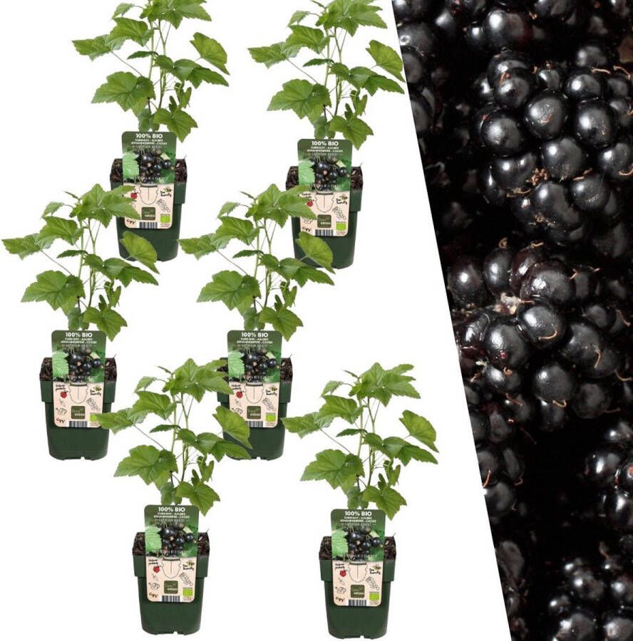 Plants by Frank 6 Bramenplanten 100% Biologische Fruitplanten Bramen Tuinplanten Winterharde Planten voor de Tuin