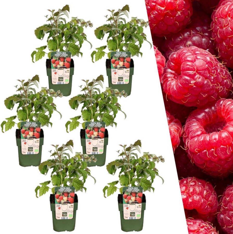 Plants by Frank 6 Frambozenplanten 100% Biologische Fruitplanten Frambozen Tuinplanten Winterharde Planten voor de Tuin