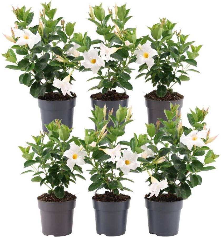 Plants by Frank Set van 6 Mandevilla White Planten 6 x Dipladenia Wit in 12 cm pot Mediterrane planten Vers uit de kwekerij geleverd Klimplanten