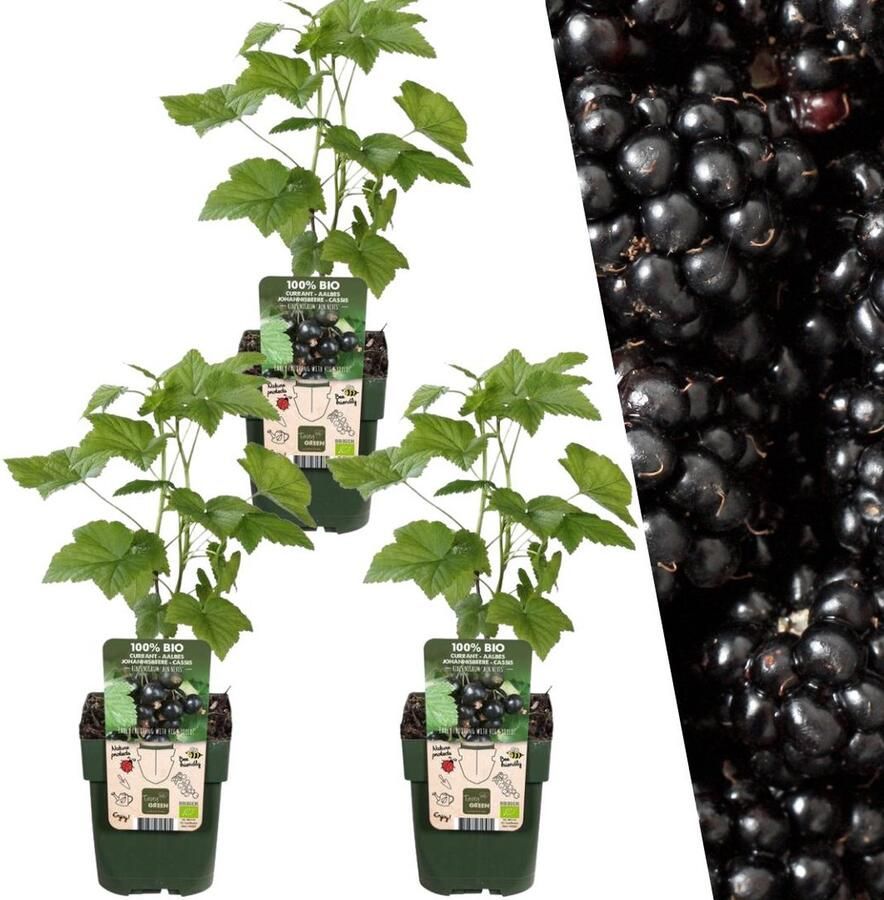 Plants by Frank 3 Bramenplanten 100% Biologische Fruitplanten Bramen Tuinplanten Winterharde Planten voor de Tuin