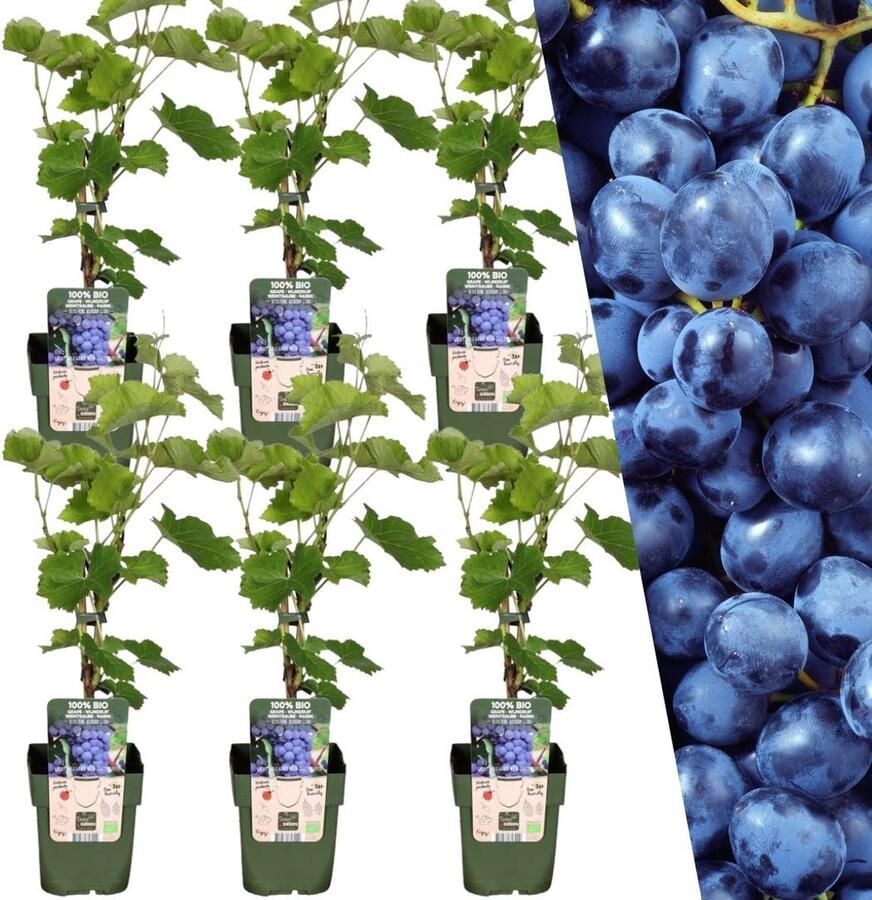Plants by Frank 6 Bosbessenplanten 100% Biologische fruitplanten Bosbessen Tuinplanten Winterharde Planten voor de Tuin