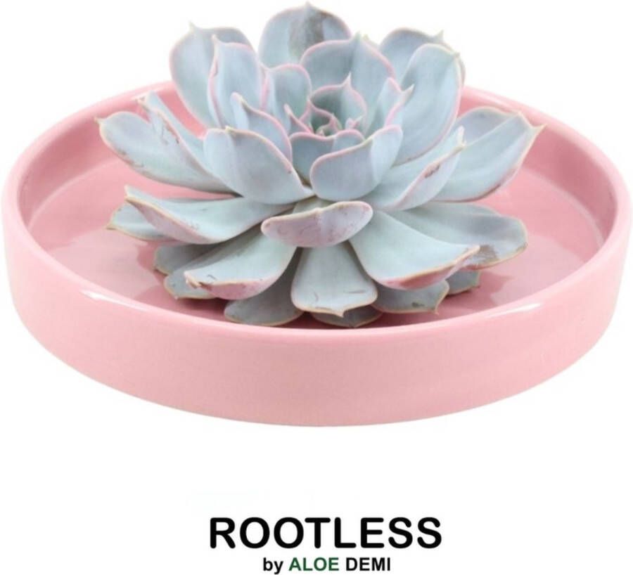 Rootless Echte Succulent Lila in roze keramiek schaal Ø12-14 cm 5 cm 1x Echeveria Lilacina kamerplant vetplant