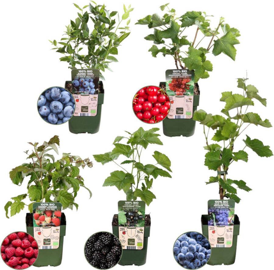 Plants by Frank Vruchten oase BIO Fruitplanten mix set van 5 verschillende soorten 100% Biologisch gekweekt Fruittuin Fruit Planten Tuinplanten