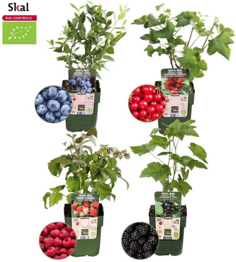 Plants by Frank Vruchtenparadijs BIO Fruitplanten mix set van 4 verschillende soorten 100% Biologisch gekweekt Fruittuin Fruit Planten Tuinplanten