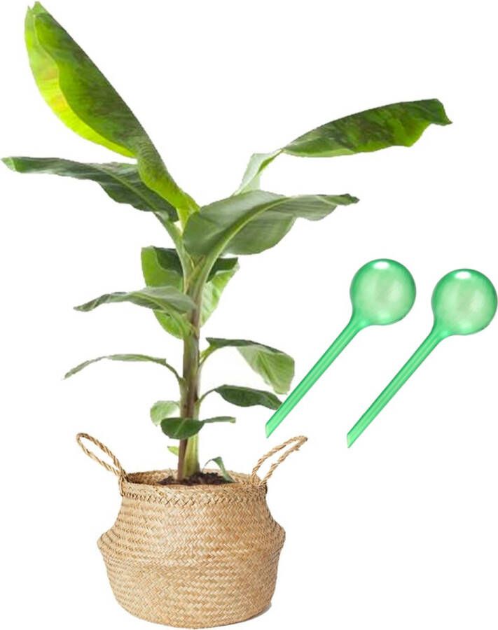 Planttools Waterbol (XL) Groen Set 2 stuks Waterdruppelaar plantdruppelaar watergeefsysteem druppelsysteem bewateringssysteem voor blije planten