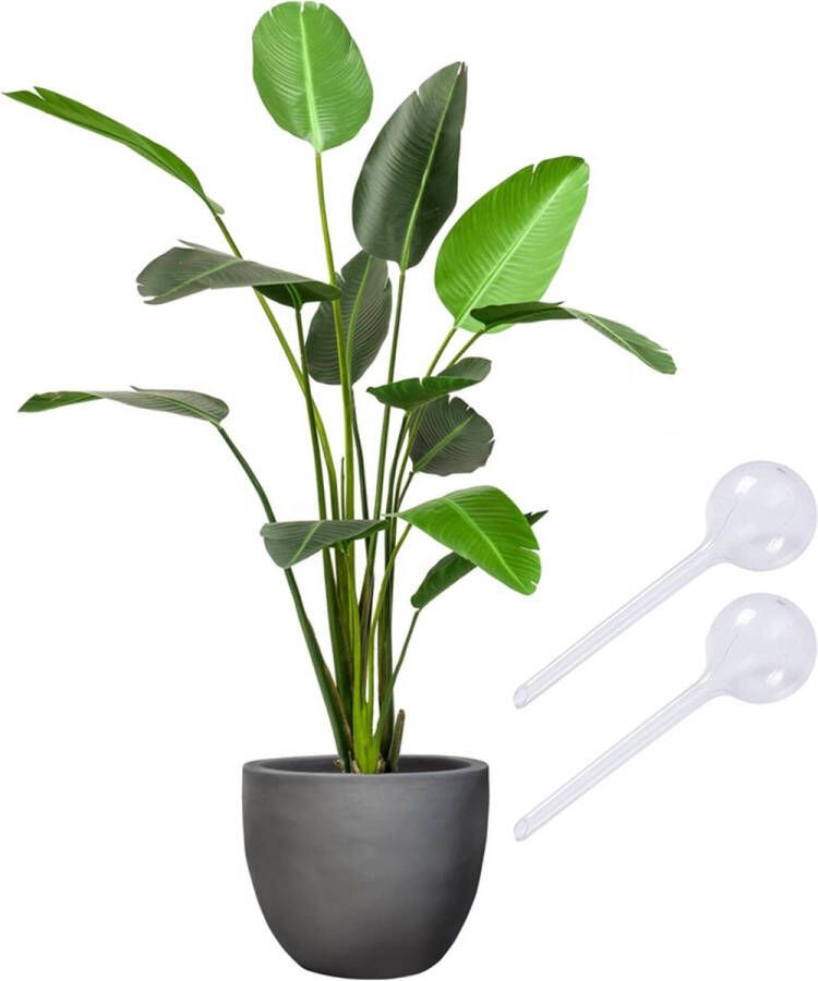 Planttools Waterbol (XL) Transparant Set 2 stuks Waterdruppelaar plantdruppelaar watergeefsysteem druppelsysteem bewateringssysteem voor blije planten