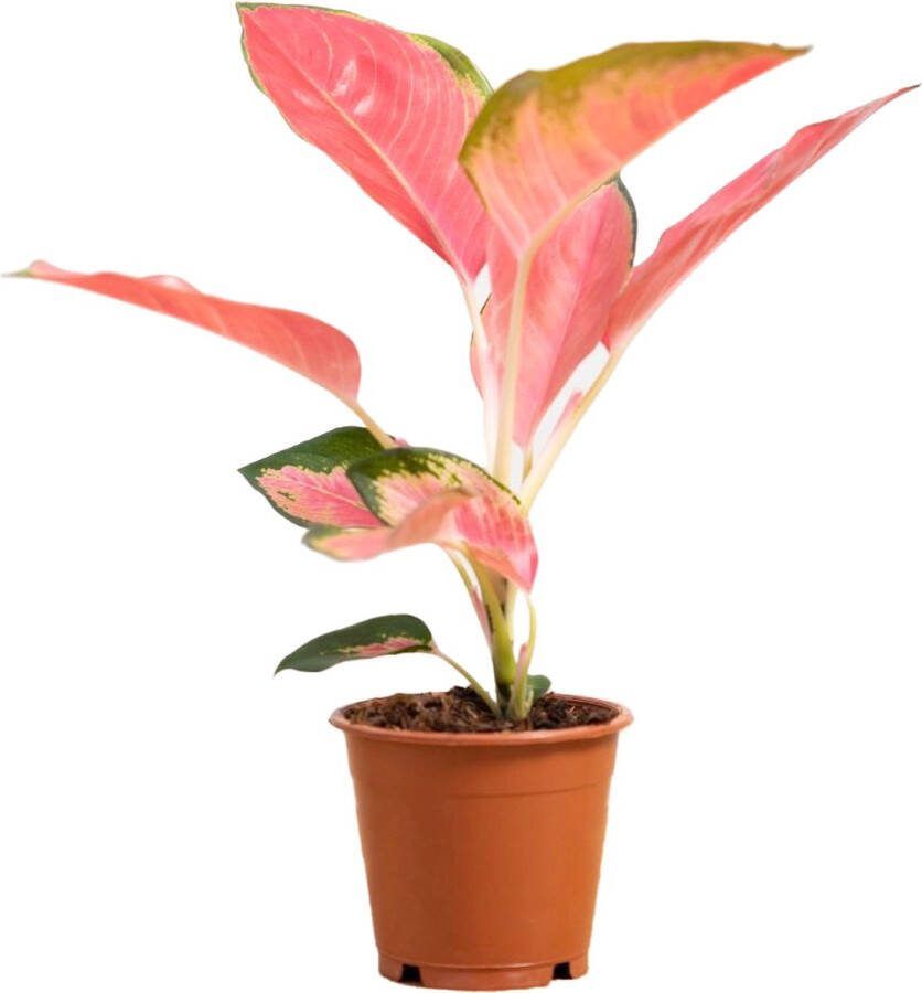 PLNTS Aglaonema Pink Princess Kamerplant Kweekpot 10 cm Hoogte 30 cm