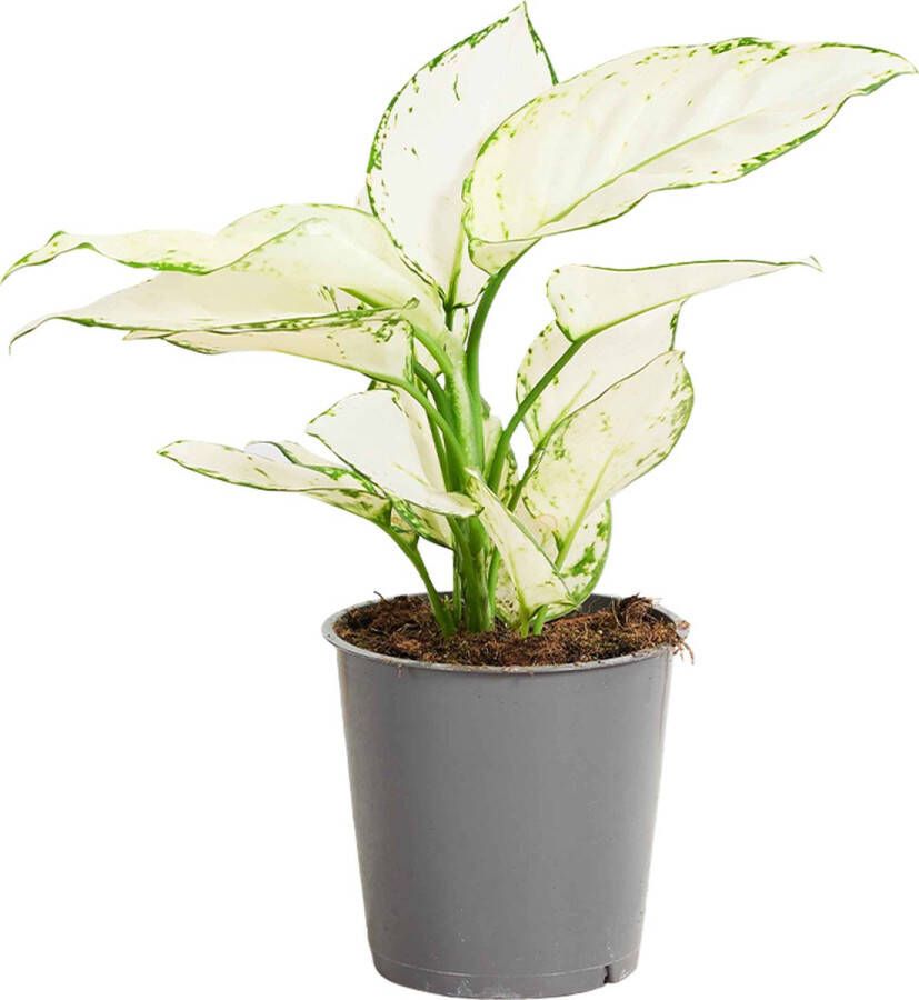 PLNTS Aglaonema White Joy Kamerplant Kweekpot 12 cm Hoogte 25 cm