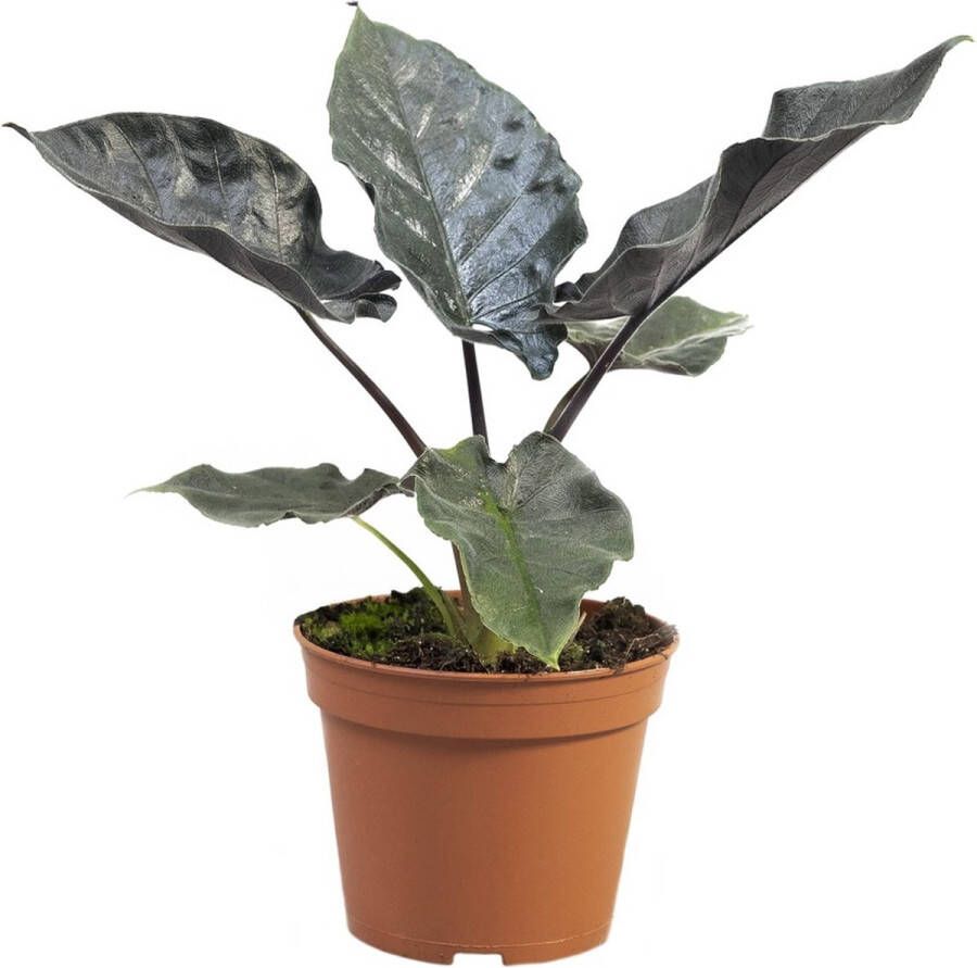 PLNTS Alocasia Antoro Kamerplant Kweekpot 14 cm Hoogte 30 cm