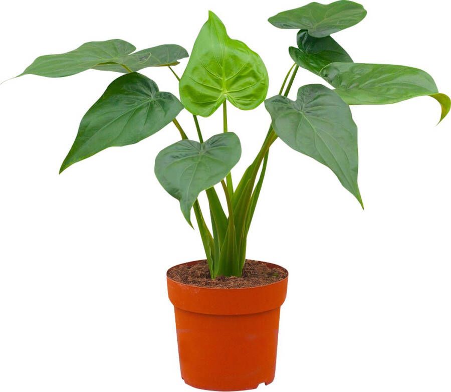 PLNTS Alocasia Cucullata (Olifantsoor) Kamerplant Kweekpot 19 cm Hoogte 65 cm