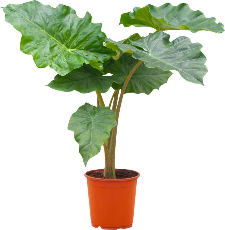 PLNTS Alocasia Portodora (Olifantsoor) Kamerplant Kweekpot 21 cm Hoogte 70 cm