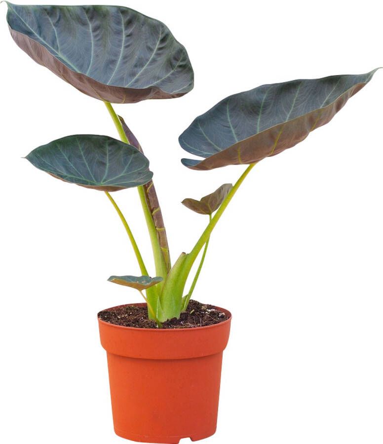 PLNTS Alocasia Regal Shield (Olifantsoor) Kamerplant Kweekpot 17 cm Hoogte 55 cm