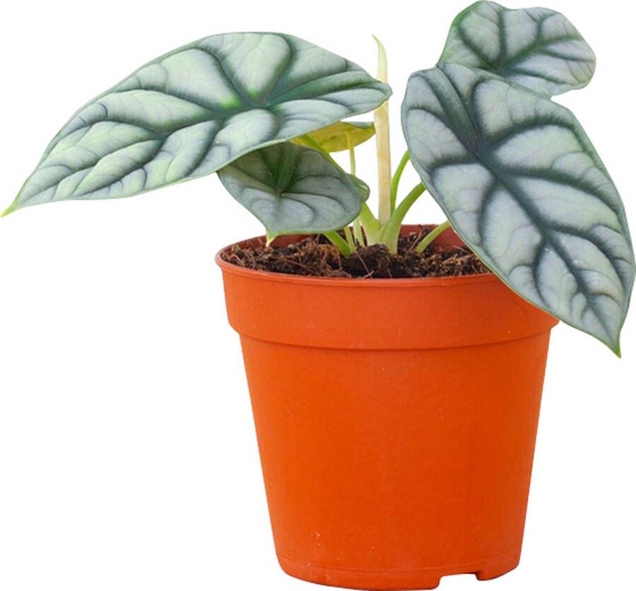 PLNTS Alocasia Silver Dragon (Olifantsoor) Kamerplant Baginda Kweekpot 12 cm Hoogte 25 cm