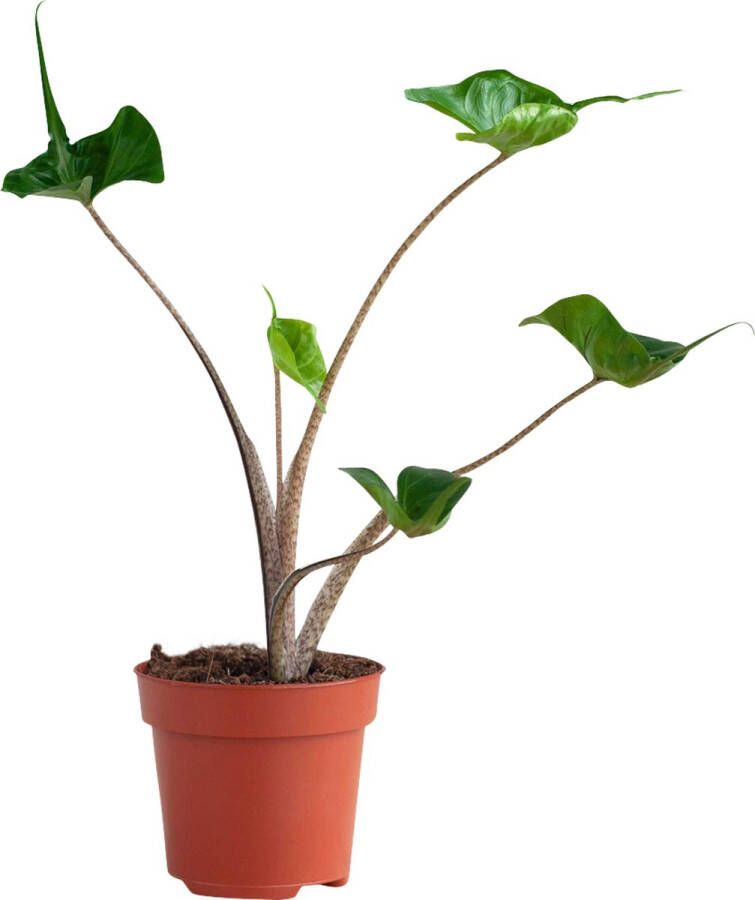 PLNTS Alocasia Stingray (Olifantsoor) Kamerplant Kweekpot 12 cm Hoogte 35 cm