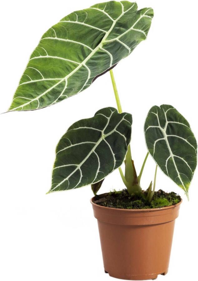 PLNTS Alocasia Watsonia Kamerplant Kweekpot 14 cm Hoogte 30 cm