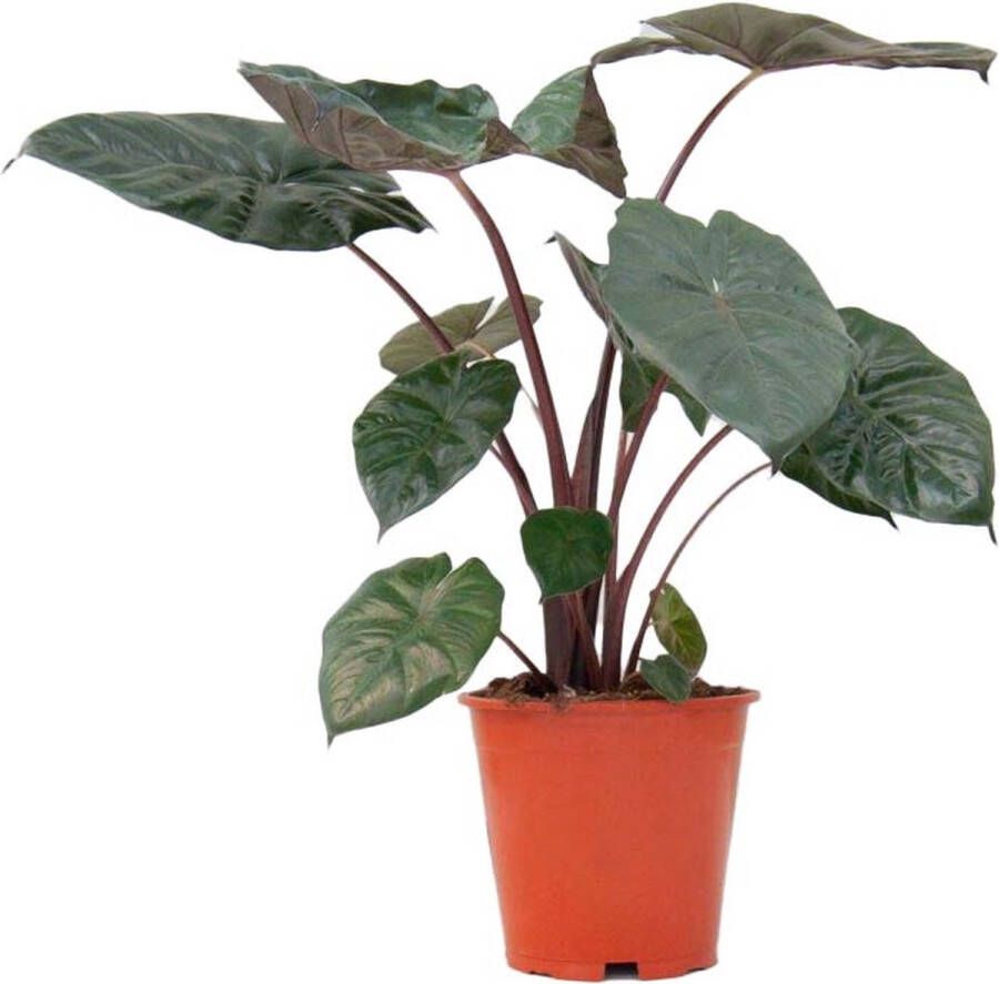 PLNTS Alocasia Yucatan Princess (Olifantsoor) Kamerplant Kweekpot 19 cm Hoogte 40 cm