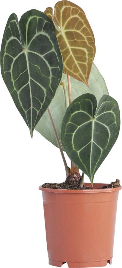 PLNTS Anthurium Clarinervium Kamerplant Aderplant Kweekpot 12 cm Hoogte 40 cm