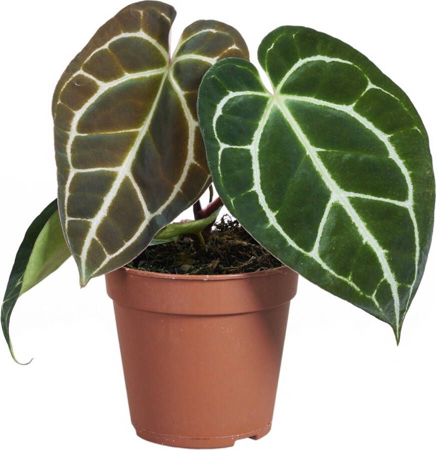 PLNTS Anthurium Crystallinum Kamerplant Kweekpot 15 cm Hoogte 50 cm