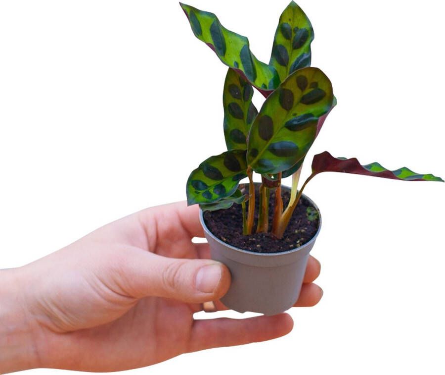 PLNTS Baby Calathea Lancifolia Insigne (Gebedsplant) Kamerplant Ratelslangplant- 6cm Kweekpot Hoogte 15cm