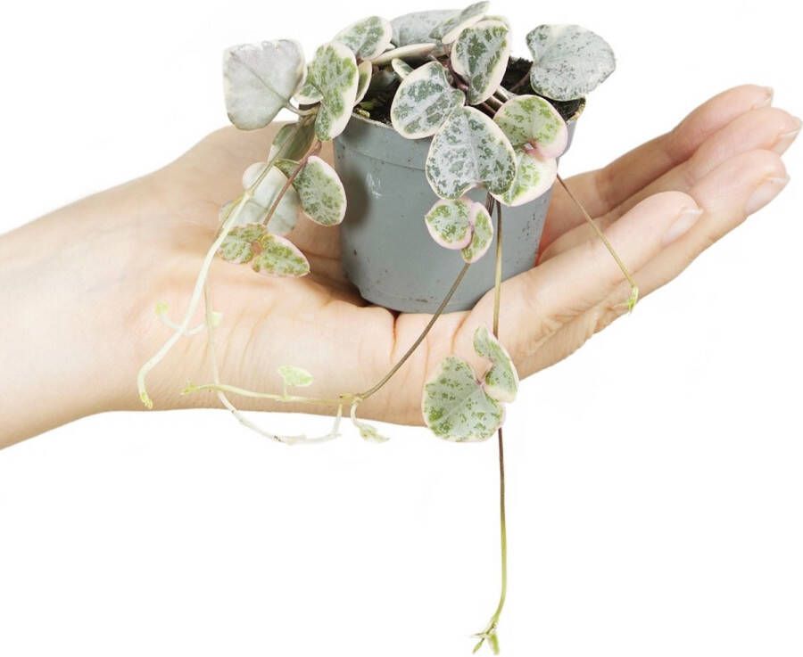 PLNTS Baby Ceropegia Woodii Variegata Kamerplant 6cm Kweekpot Hoogte 10cm Kamerplant 6cm Kweekpot Hoogte 10cm