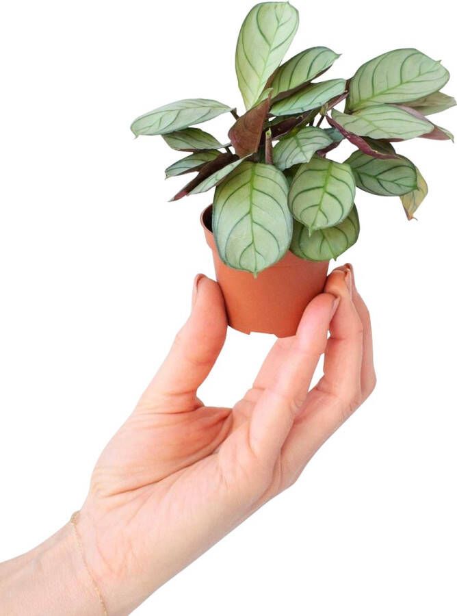 PLNTS Baby Ctenanthe Amagris Kamerplant Gebedsplant Kweekpot 6 cm Hoogte 15 cm