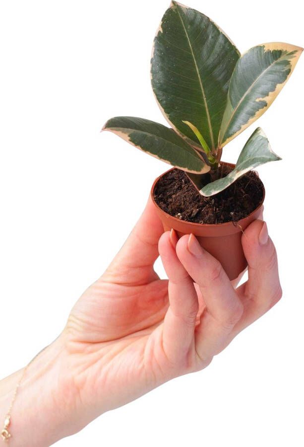 PLNTS Baby Ficus Tineke (Vijg) Kamerplant Rubberboom Kweekpot 6 cm Hoogte 15 cm